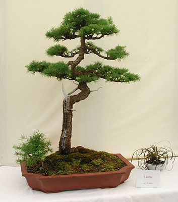 bonsai plural Sweet Plum Bonsai Tree